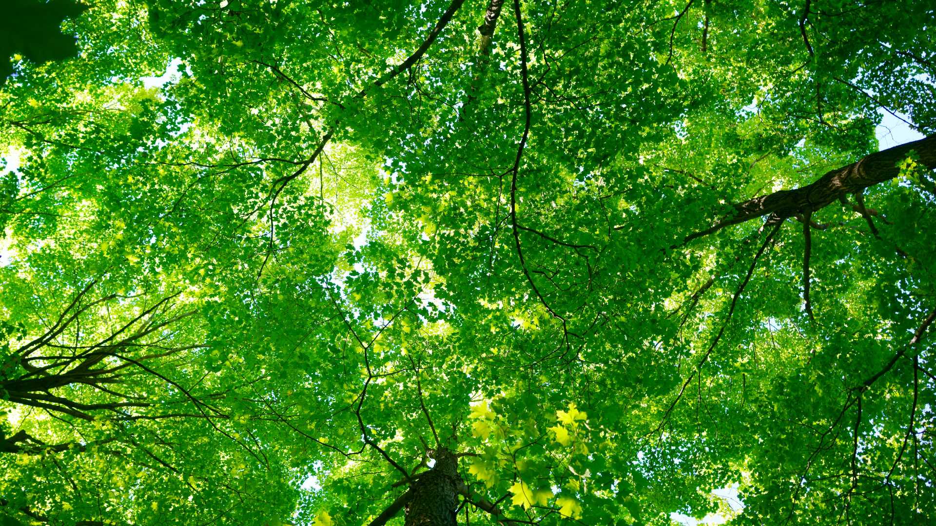 Solutions-Tree-Canopy-(Banner)