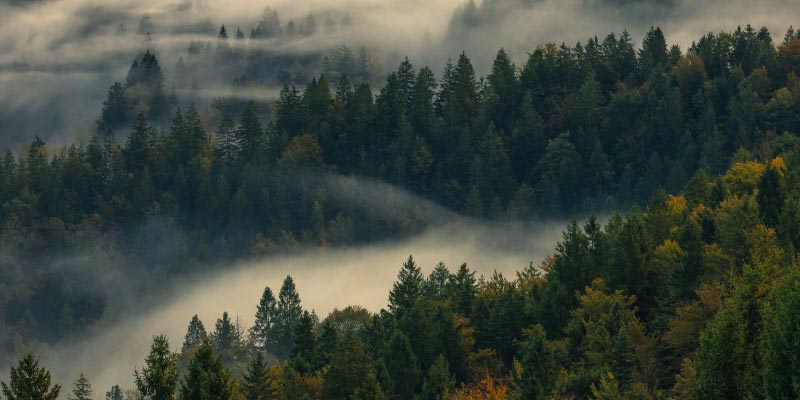 smoky forest