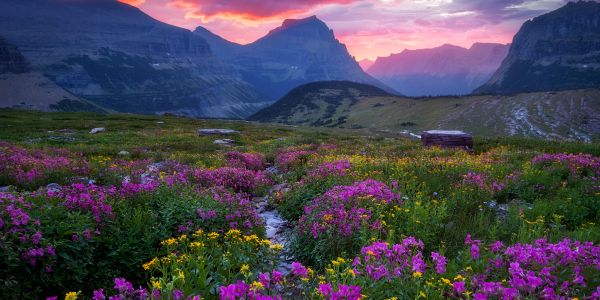 Purple-Wildflowers