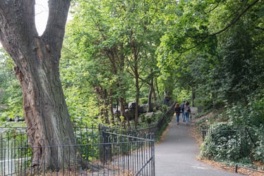 Tree in St Stephens Green Park, Dublin; Ireland